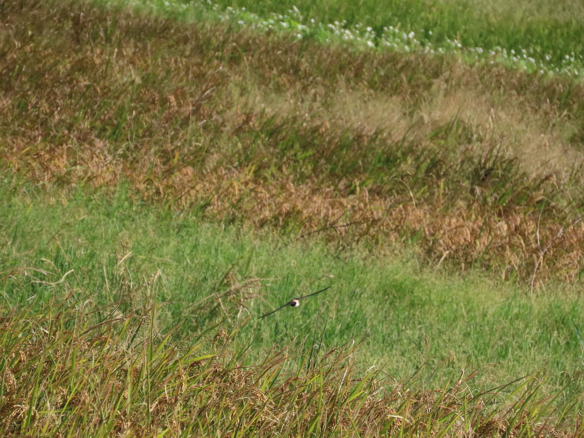 Eastern Red-rumped Swallow (Striated) - ML627426892