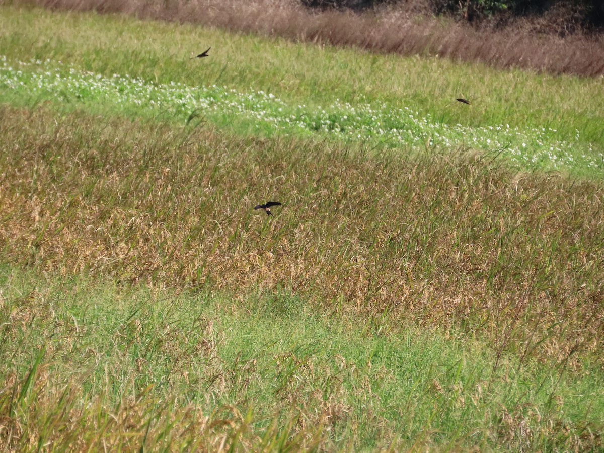 Eastern Red-rumped Swallow (Striated) - ML627426893