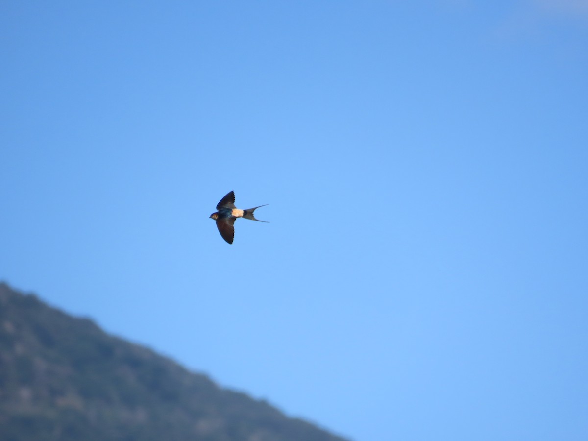 Eastern Red-rumped Swallow (Striated) - ML627426910