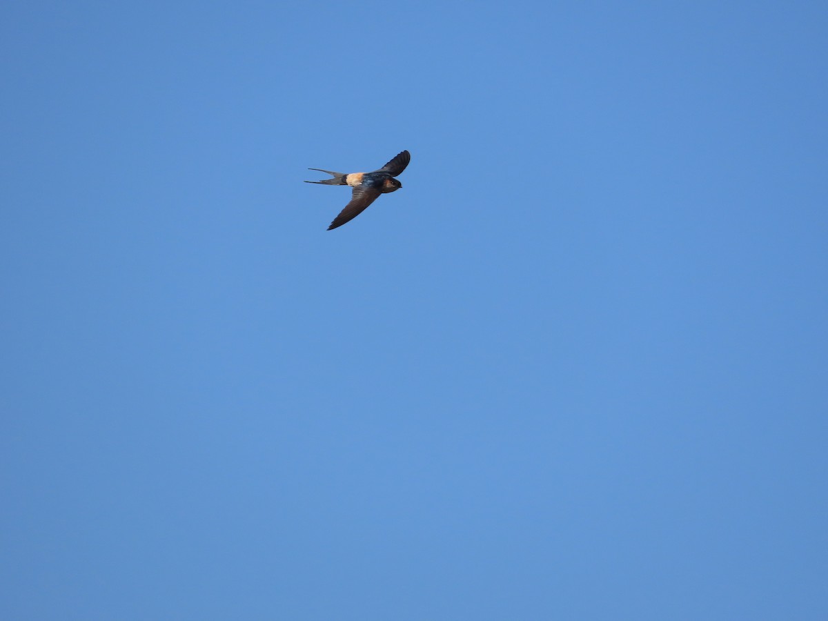 Eastern Red-rumped Swallow (Striated) - ML627426911