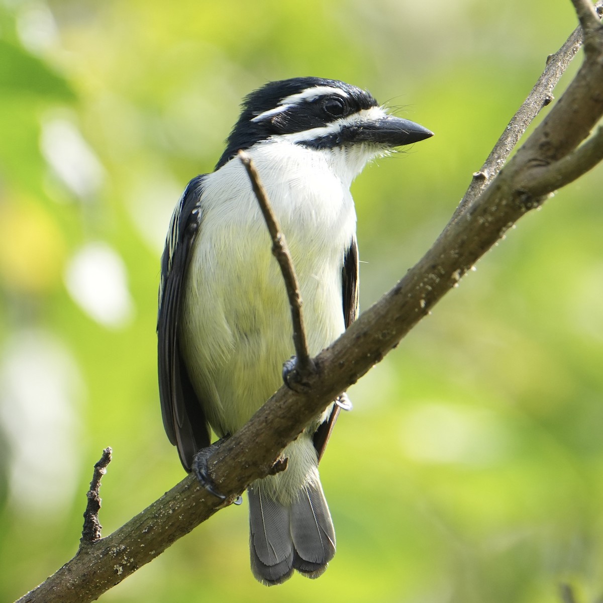 Yellow-rumped Tinkerbird - ML627427169