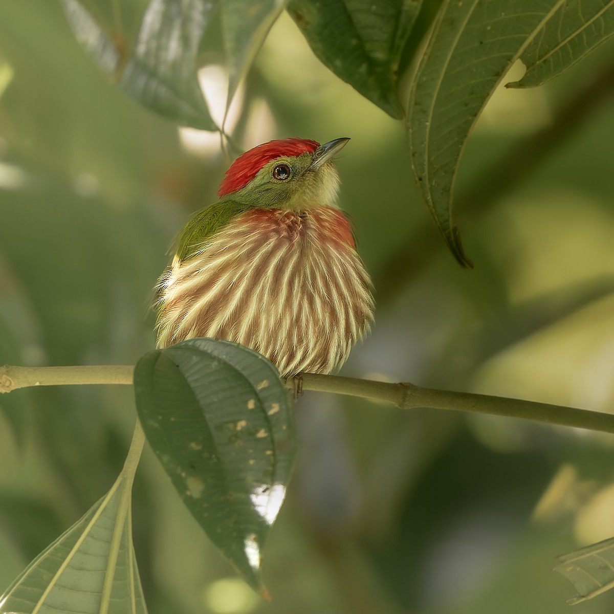 Striolated Manakin - ML627427404