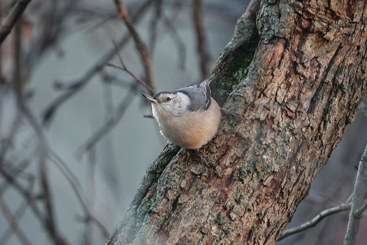 White-breasted Nuthatch - ML627427445