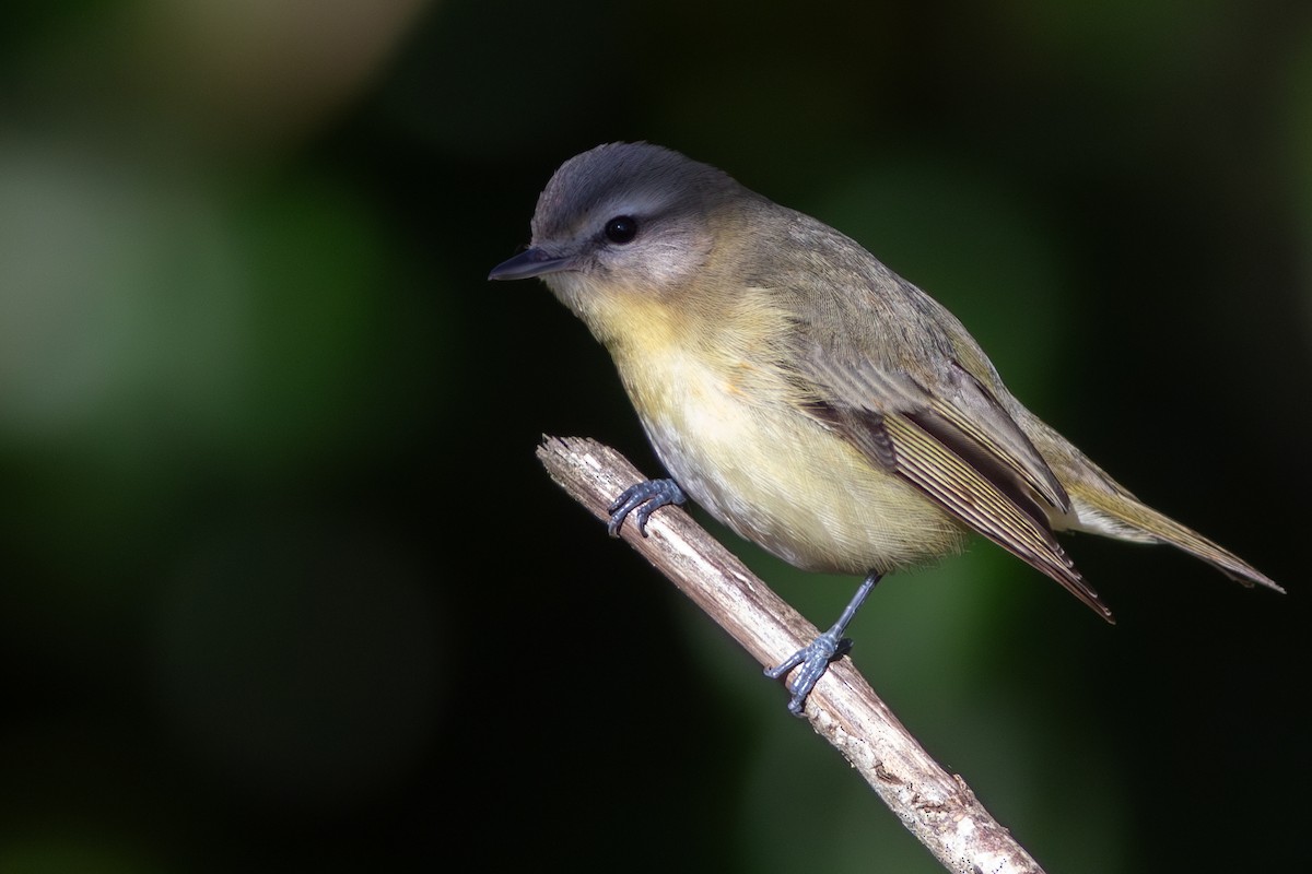 Philadelphia Vireo - ML627427460