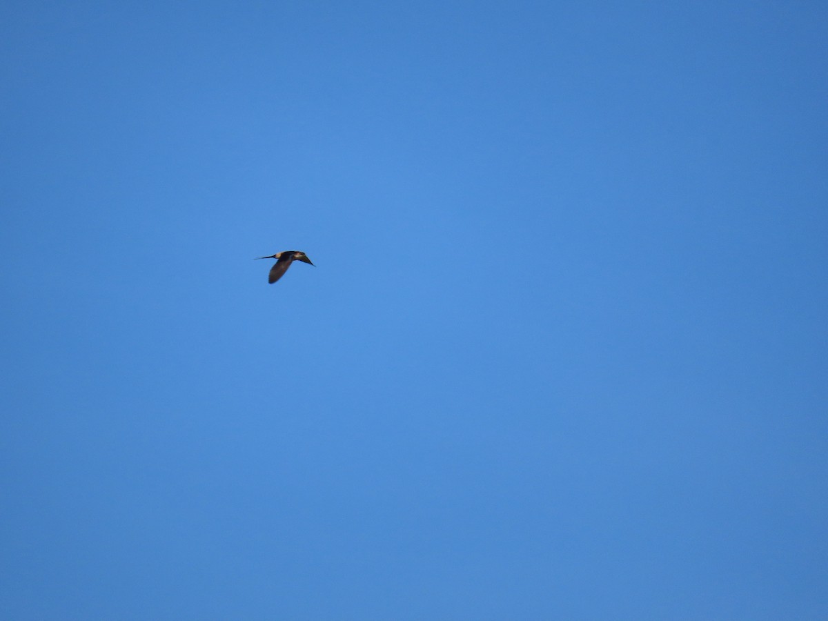 Eastern Red-rumped Swallow (Striated) - ML627427758