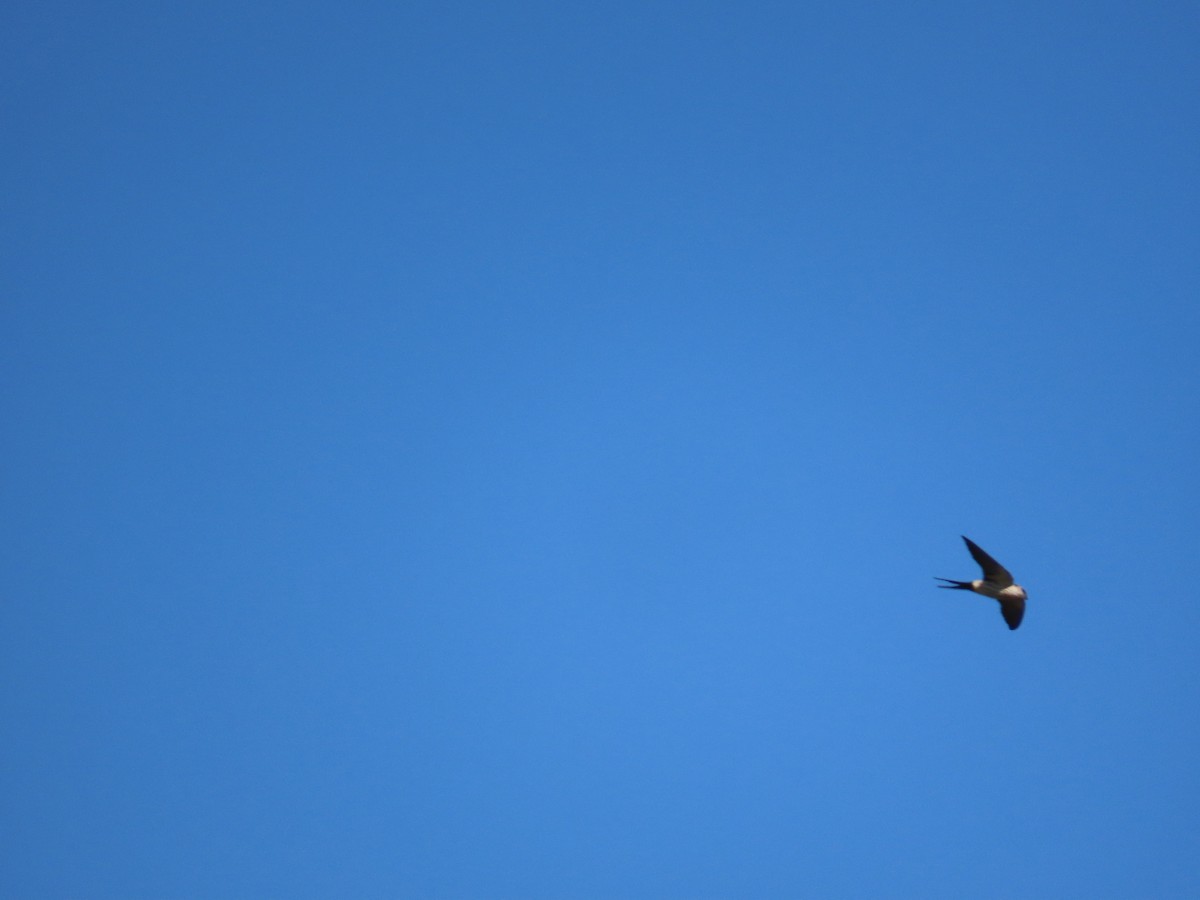 Eastern Red-rumped Swallow (Striated) - ML627427759