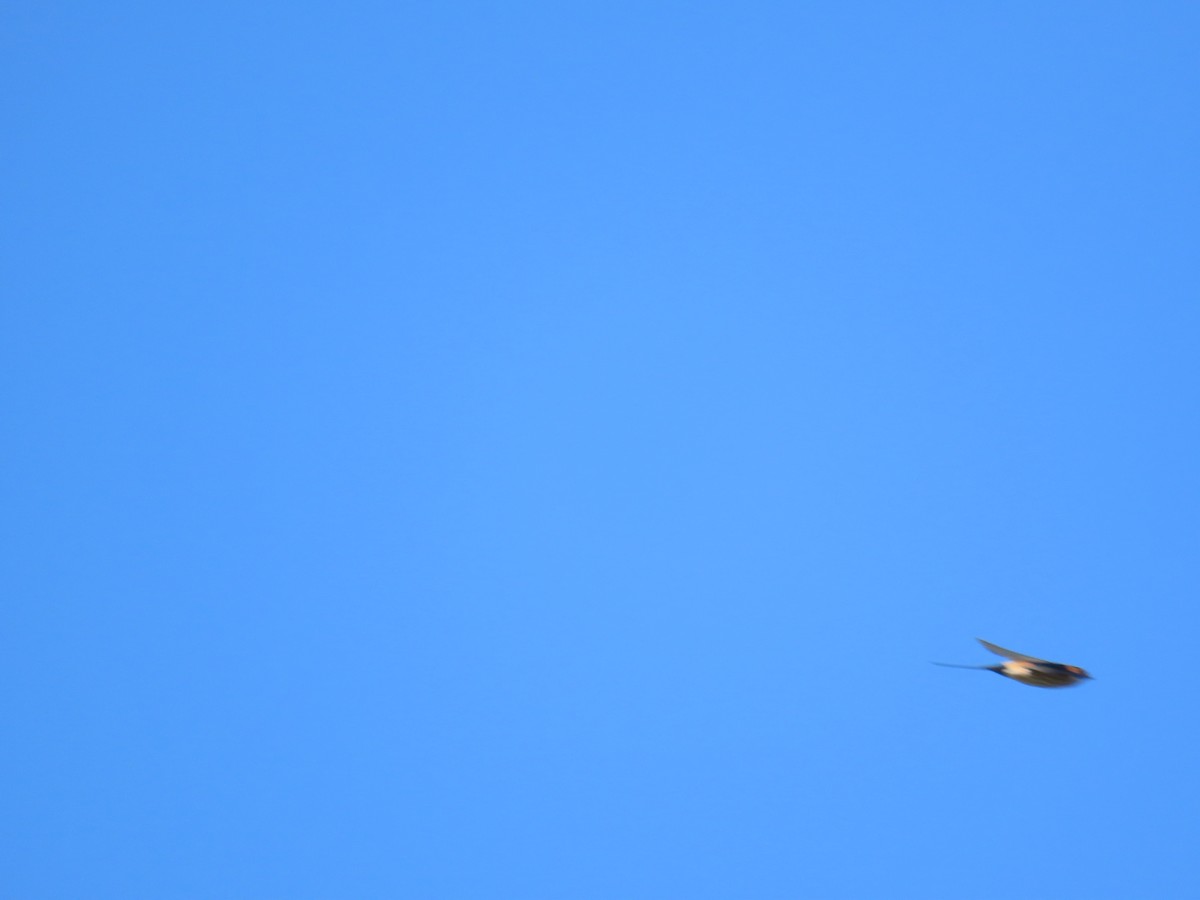 Eastern Red-rumped Swallow (Striated) - ML627427851