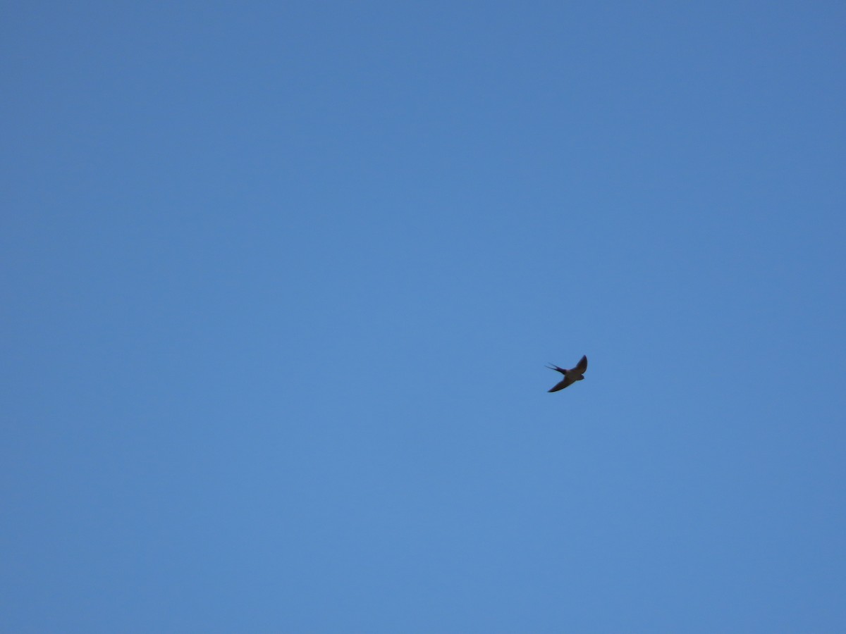 Eastern Red-rumped Swallow (Striated) - ML627427852