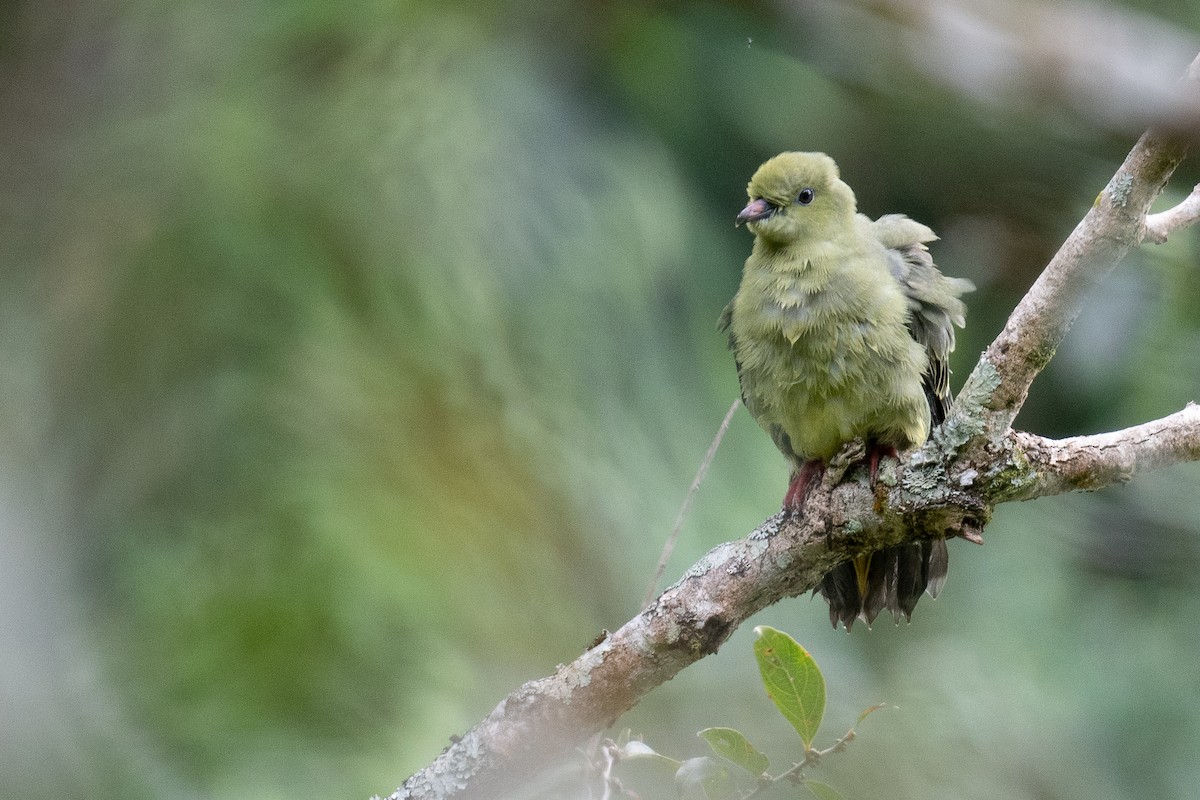 Wedge-tailed Green-Pigeon - ML627427970