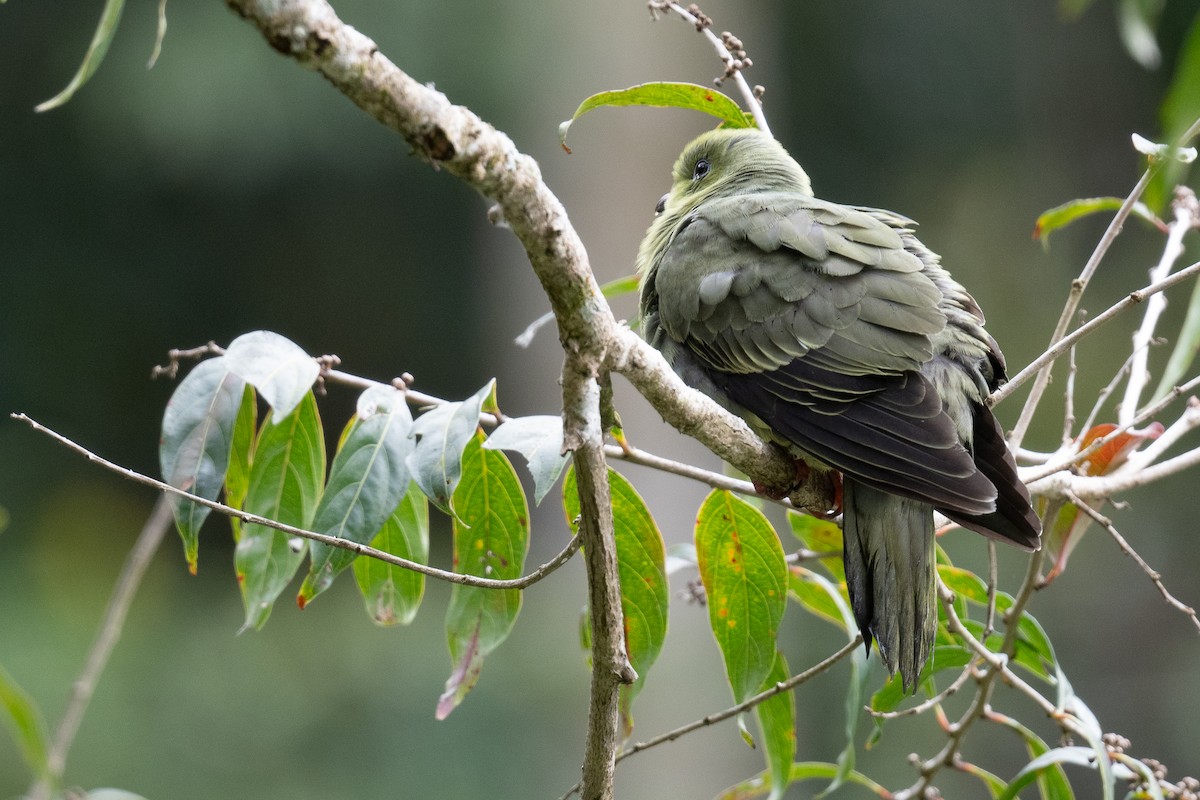 Wedge-tailed Green-Pigeon - ML627427971