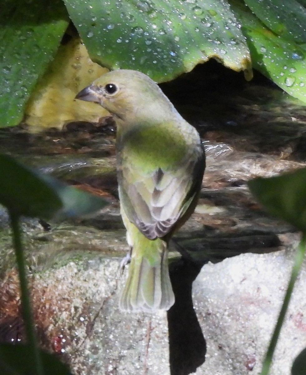 Painted Bunting - ML627428304