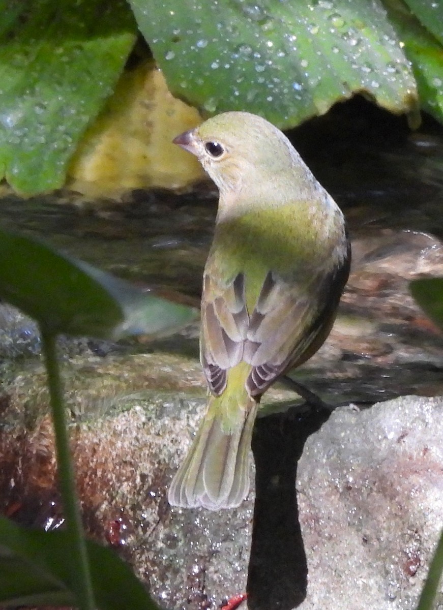 Painted Bunting - ML627428305