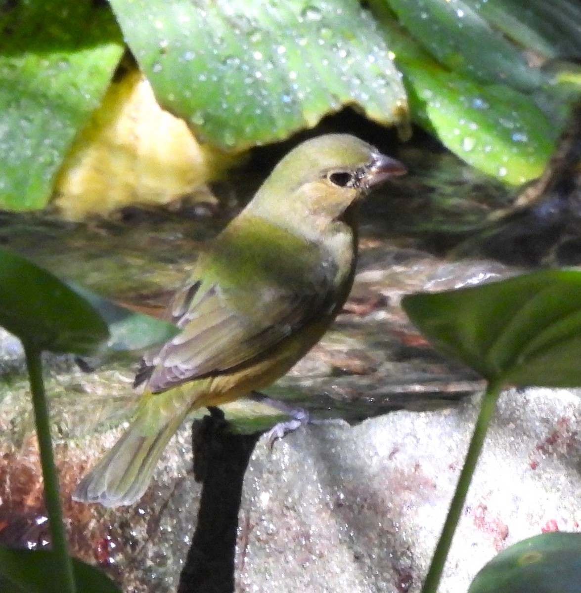 Painted Bunting - ML627428306