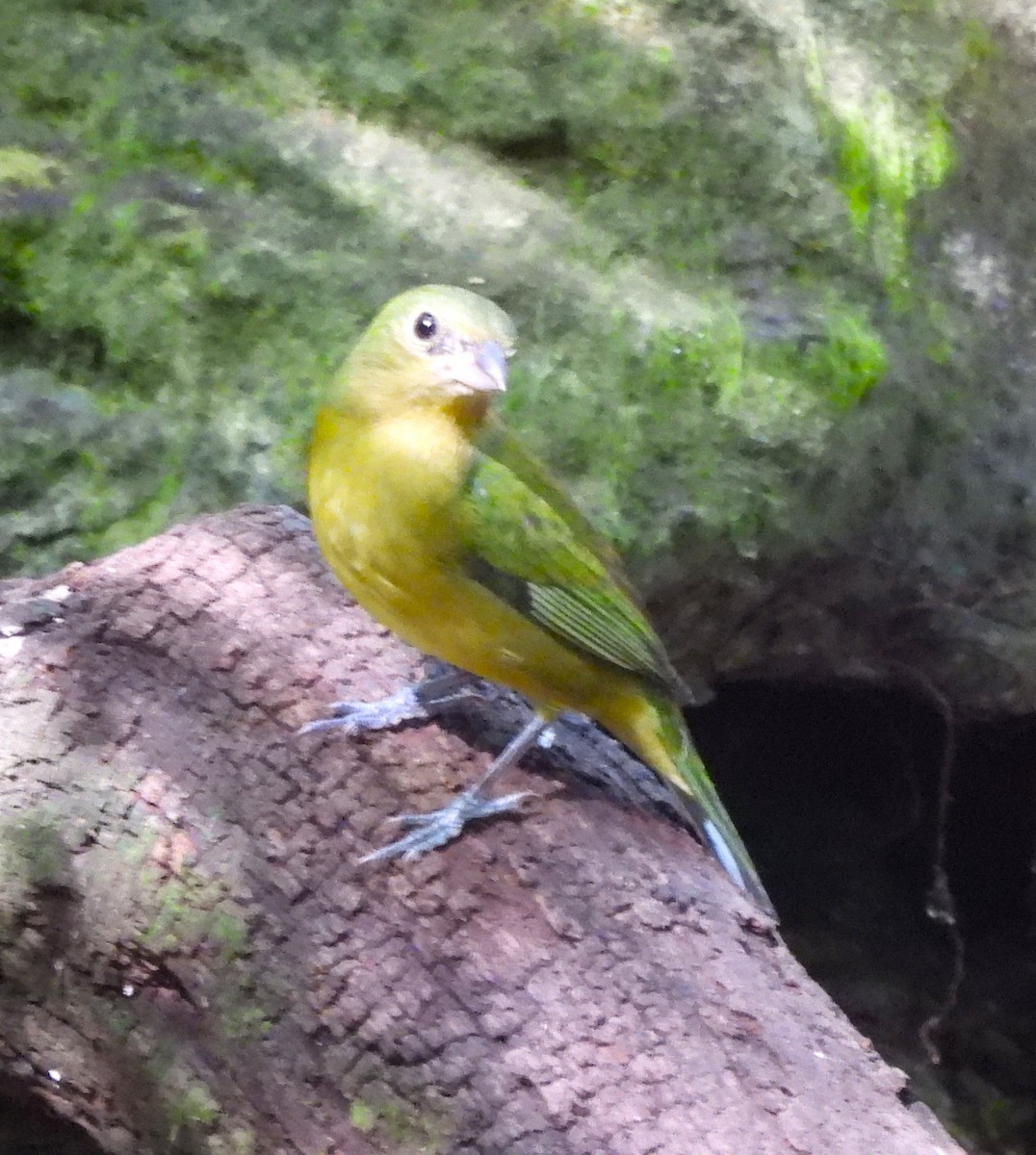 Painted Bunting - ML627428307