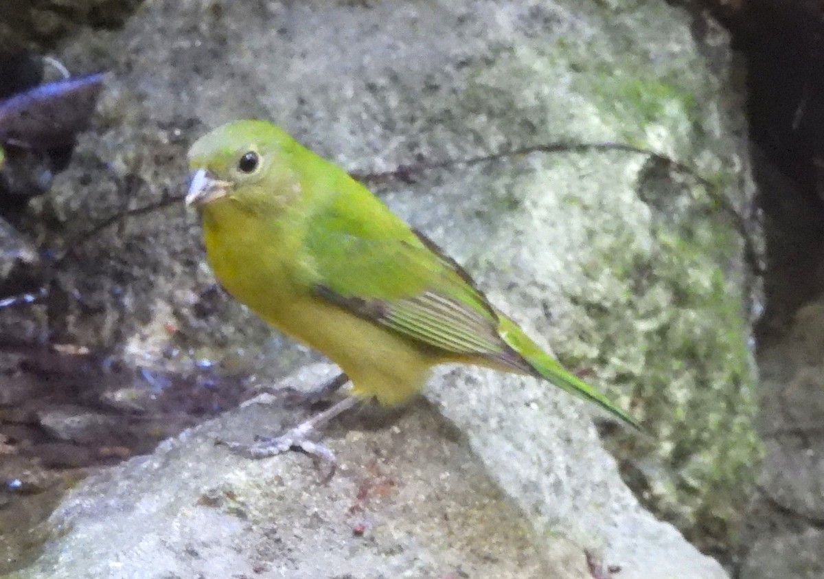 Painted Bunting - ML627428309