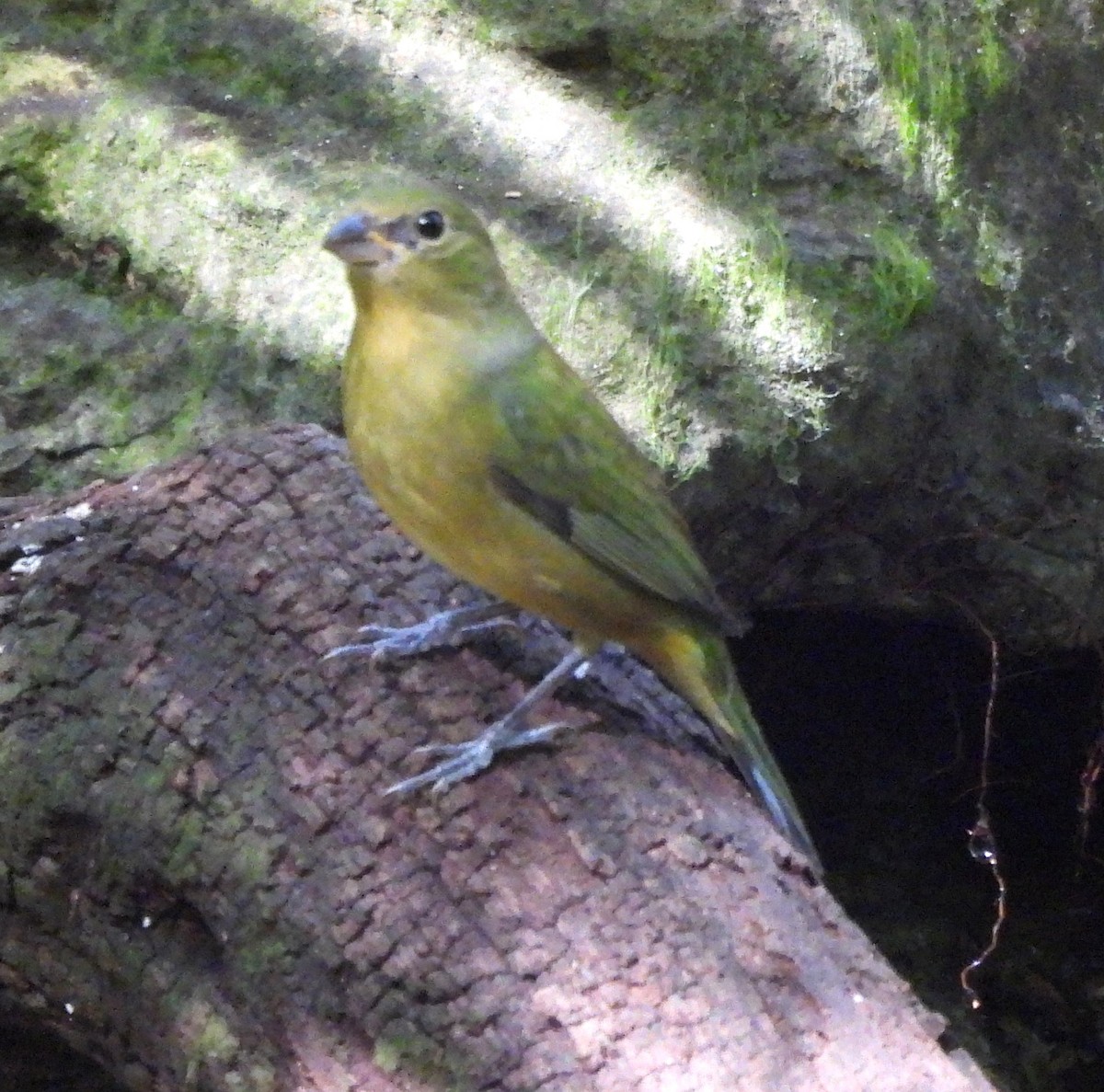 Painted Bunting - ML627428310