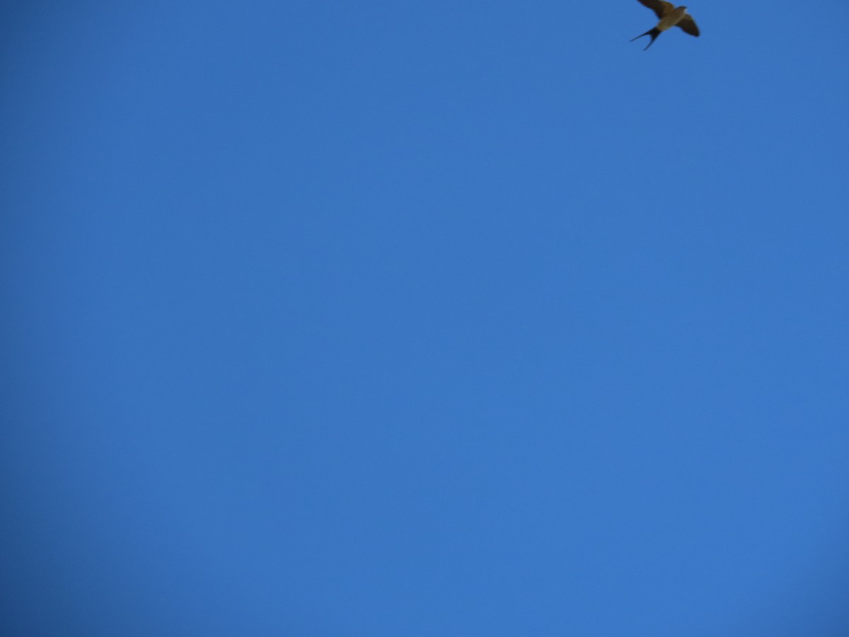 Eastern Red-rumped Swallow (Striated) - ML627428353