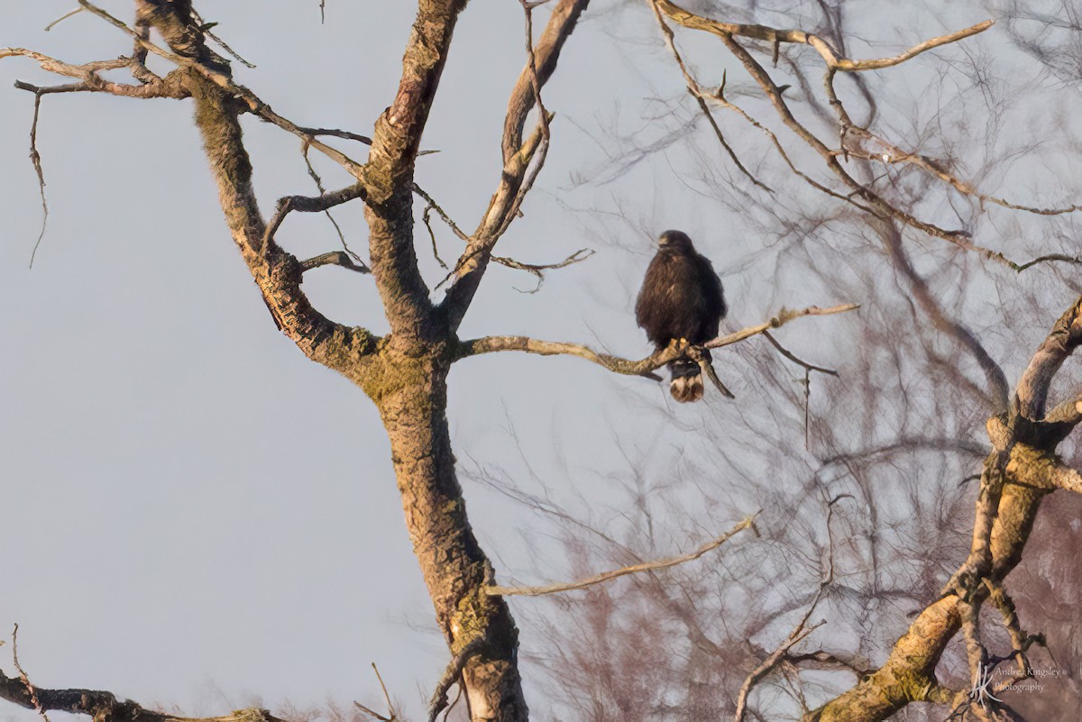 Rough-legged Hawk - ML627428371