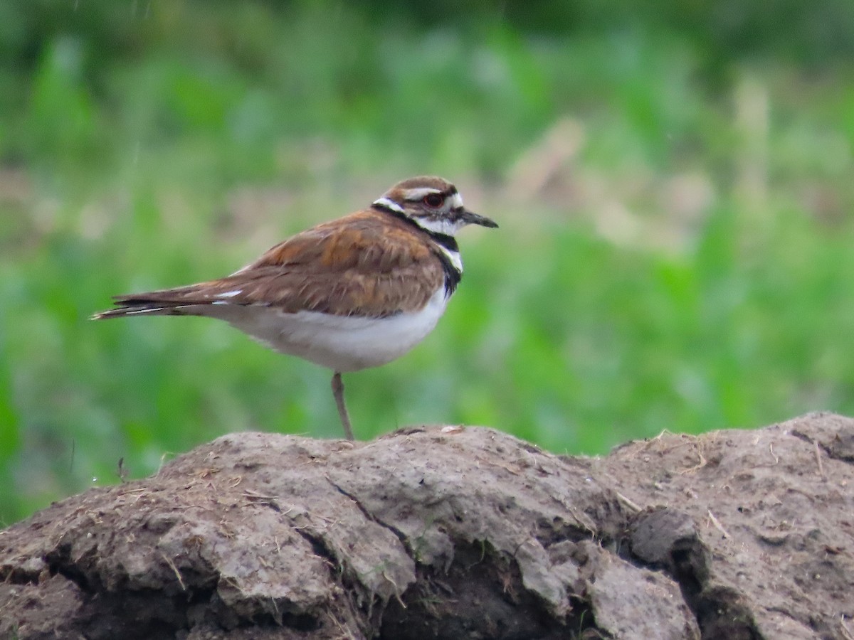 Killdeer - ML627428383
