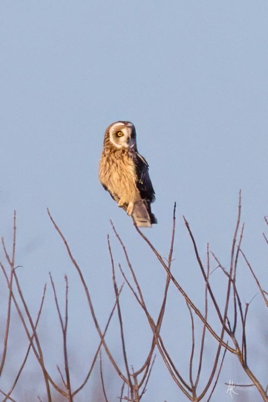 Short-eared Owl - ML627428386