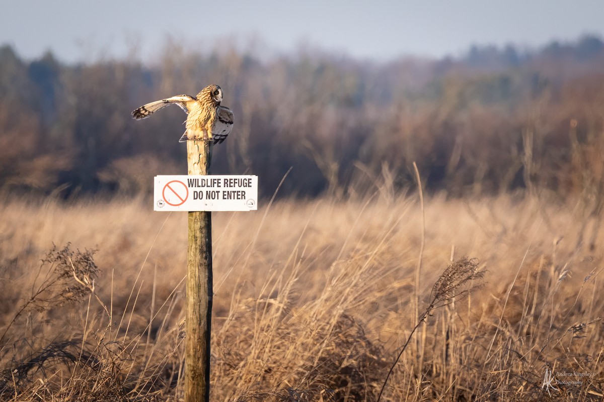 Short-eared Owl - ML627428387