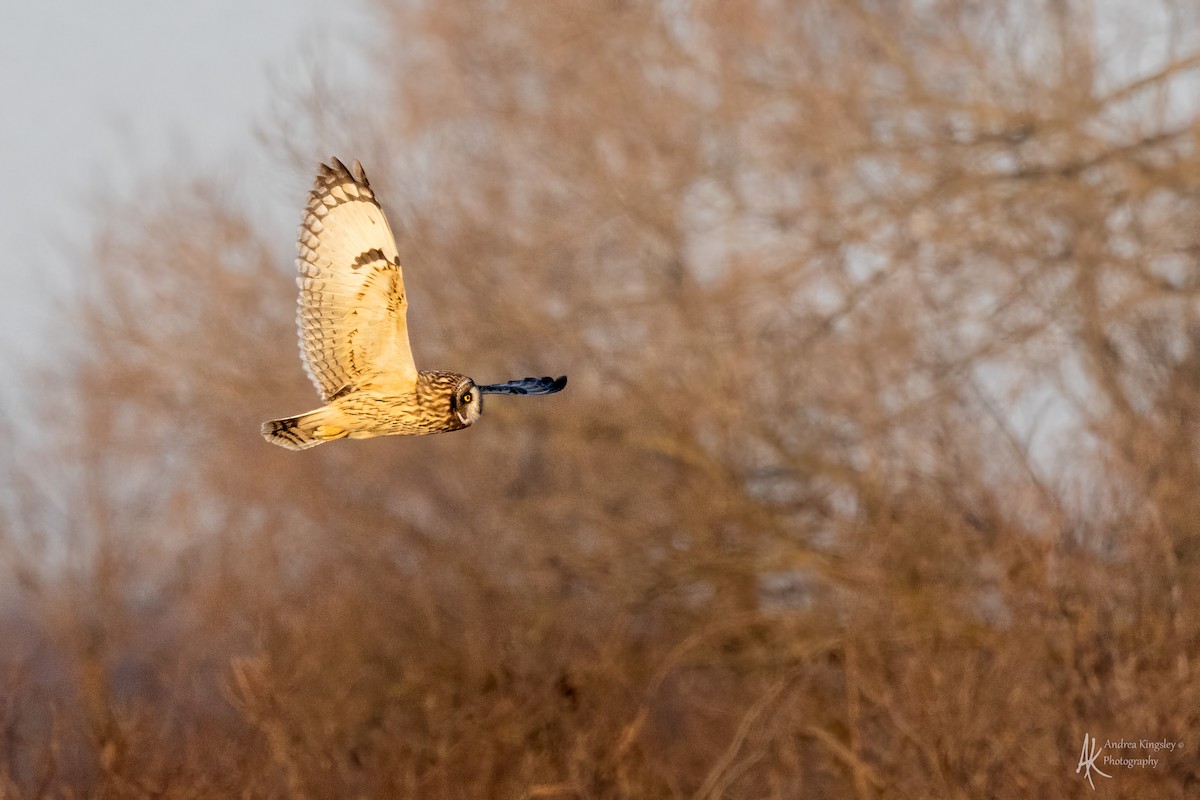 Short-eared Owl - ML627428388