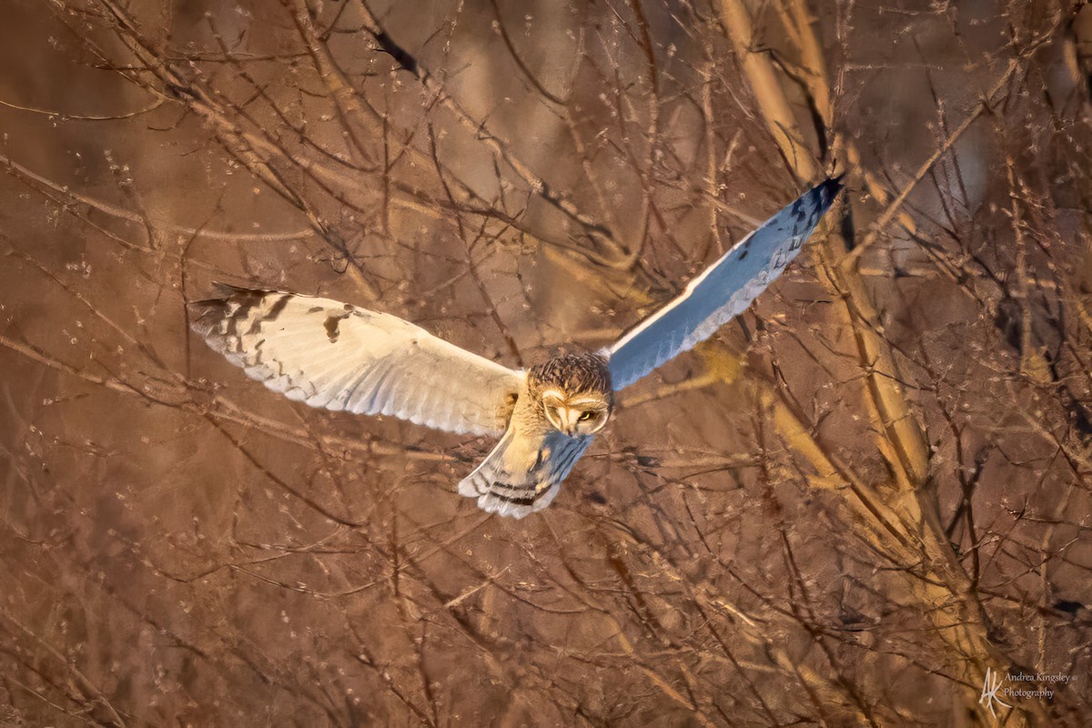 Short-eared Owl - ML627428389