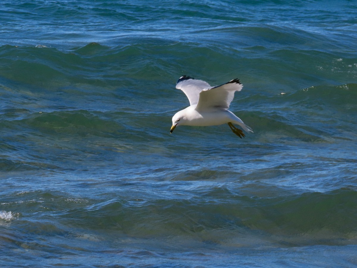 Ring-billed Gull - ML627428457