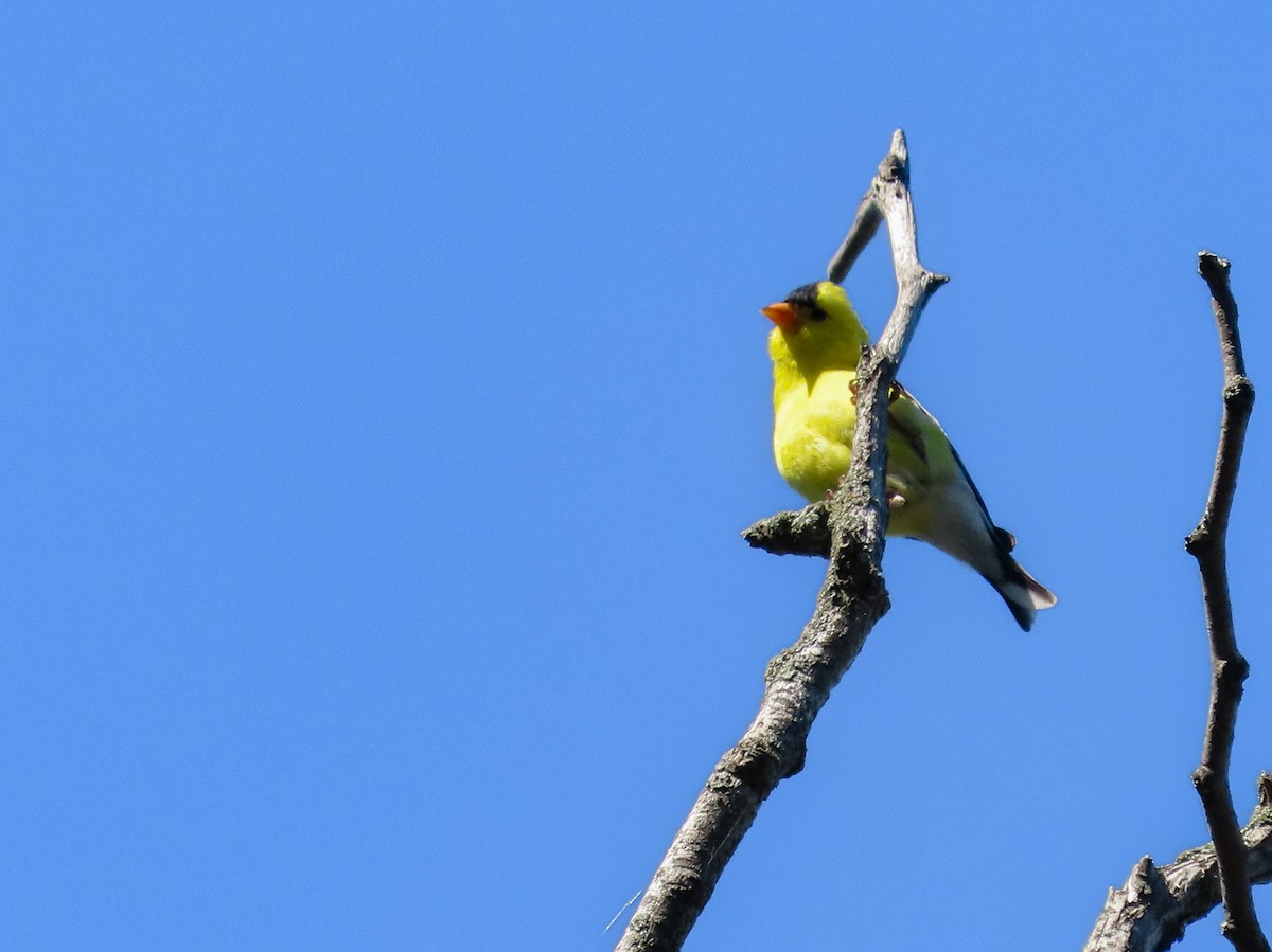 American Goldfinch - ML627428471