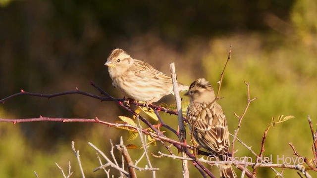 Rock Sparrow - ML627428481
