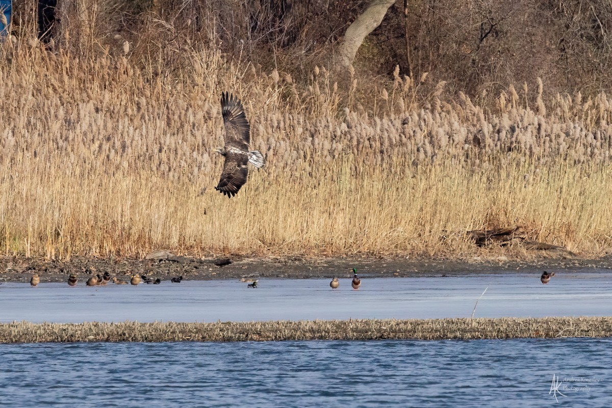 Bald Eagle - ML627428482