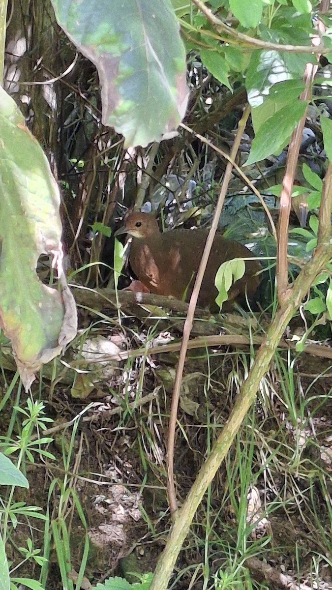 Tawny-breasted Tinamou - ML627428492