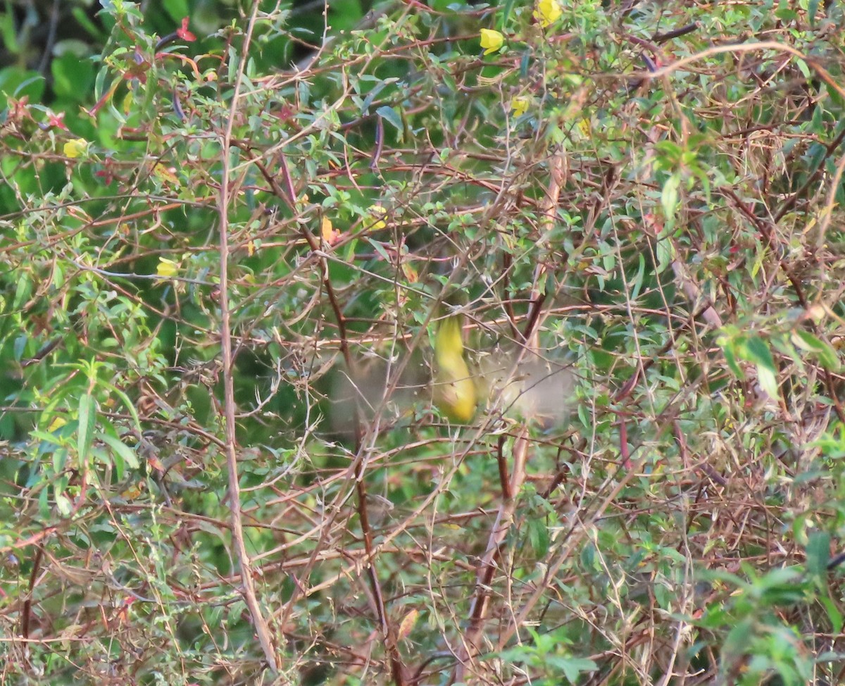 Nashville Warbler - Becky Turley