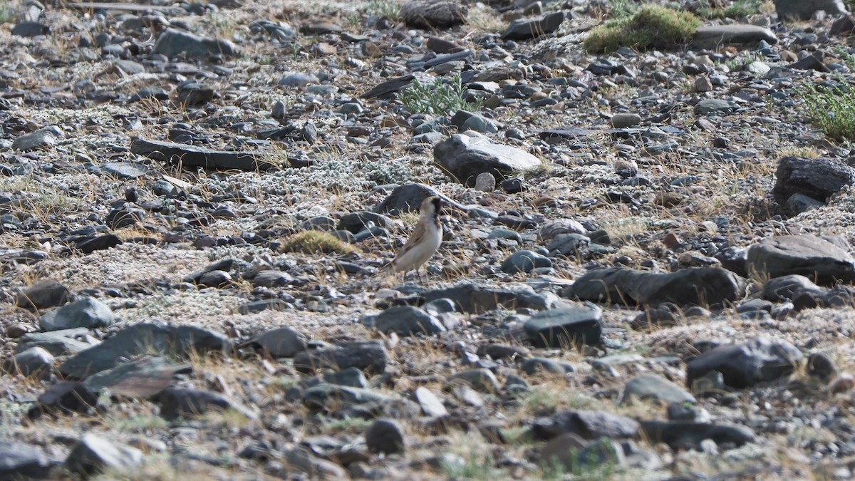 Pere David's Snowfinch - ML627428632