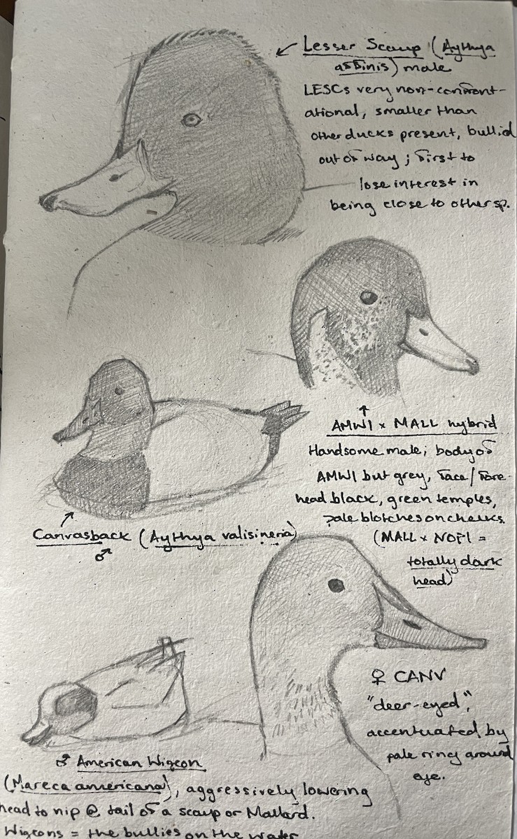 Lesser Scaup - ML627428633