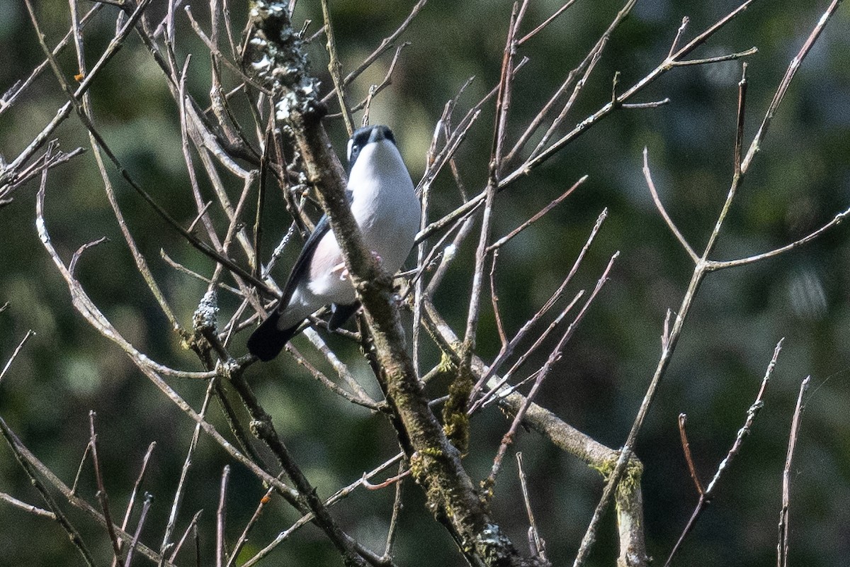 White-browed Shrike-Babbler (Dalat) - ML627428757