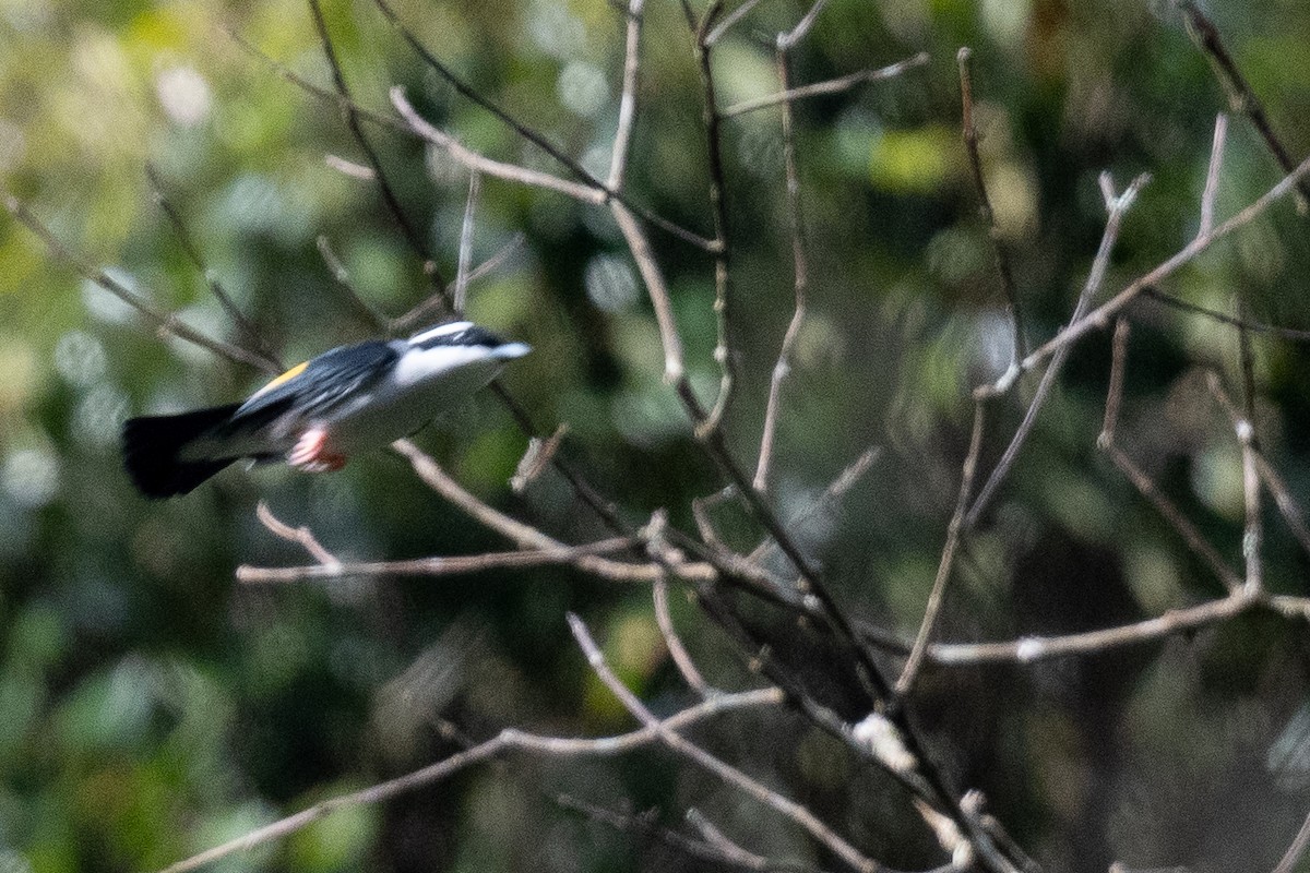 White-browed Shrike-Babbler (Dalat) - ML627428758