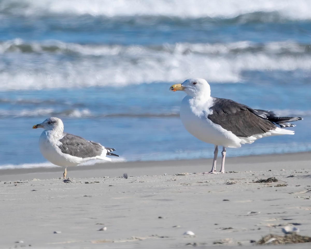 Lesser Black-backed Gull - ML627428764