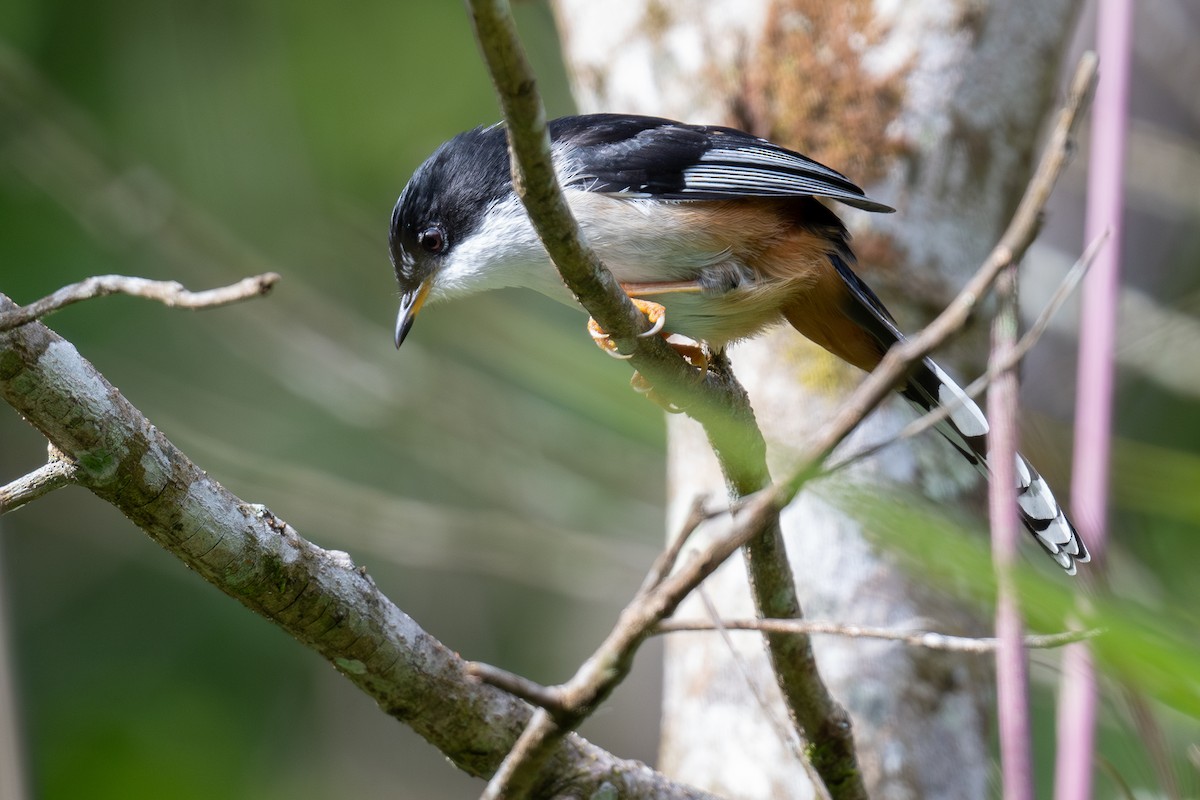Rufous-backed Sibia (Dalat) - Ben Lucking