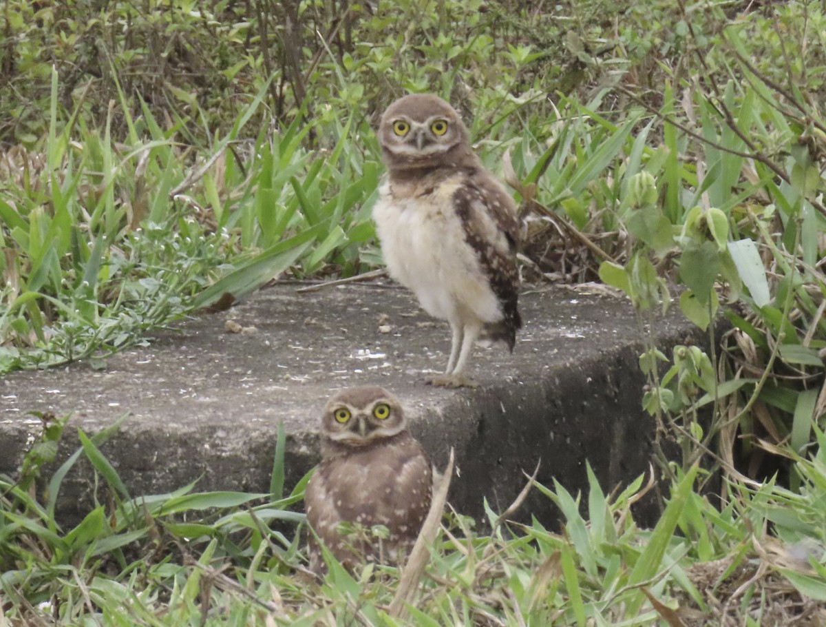 Burrowing Owl (grallaria) - ML627428809