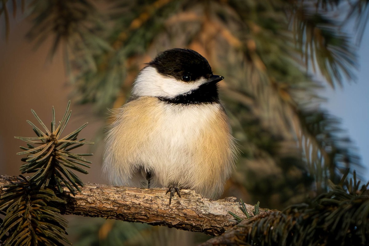 Black-capped Chickadee - ML627428875