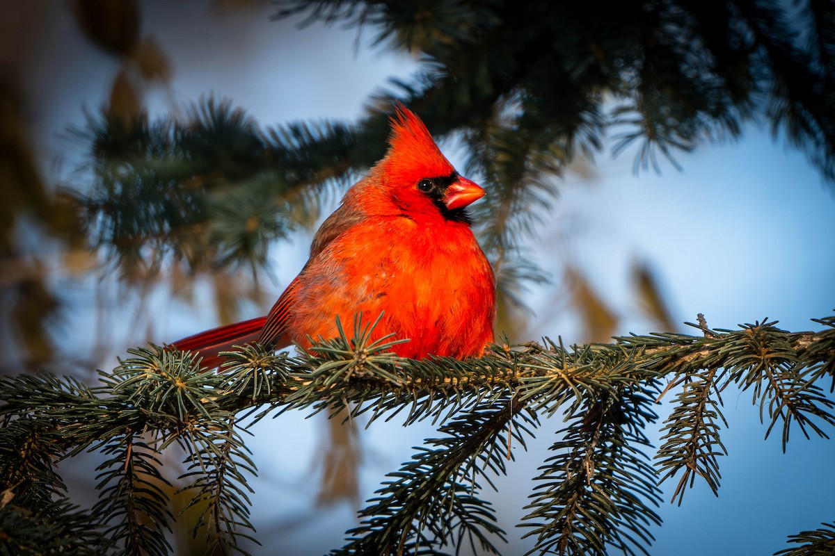 Northern Cardinal - ML627428883