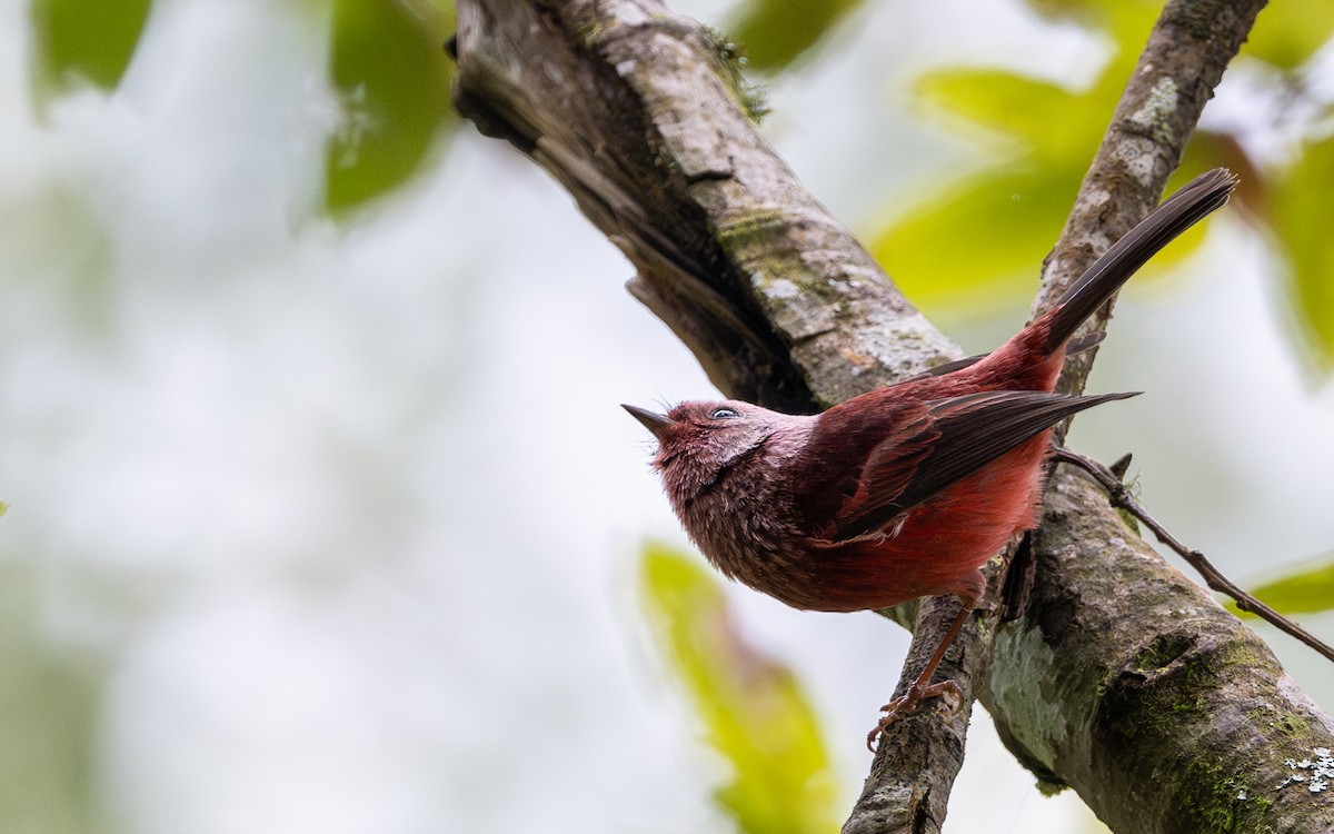 Pink-headed Warbler - ML627428999