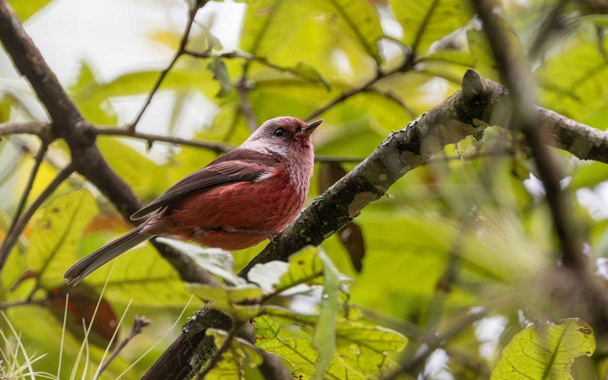 Pink-headed Warbler - ML627429000