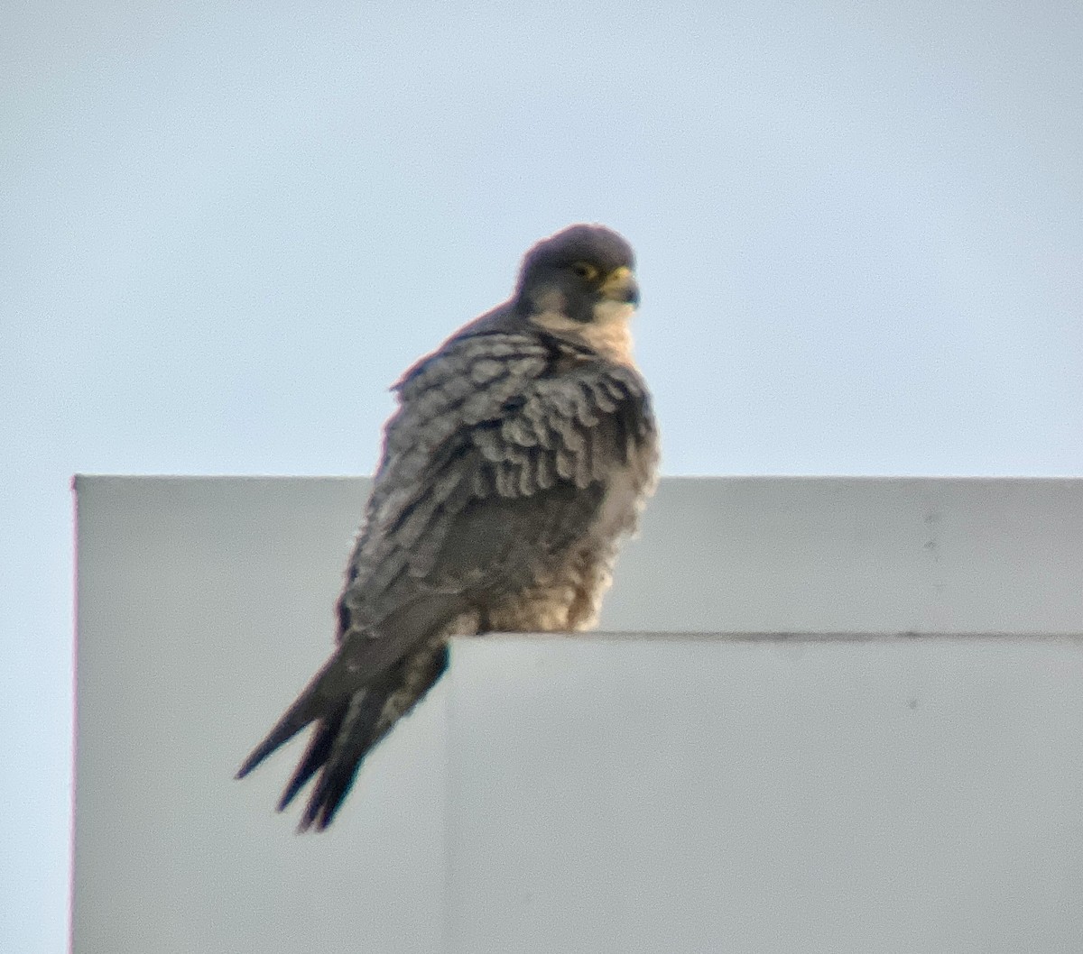 Peregrine Falcon - ML627429309