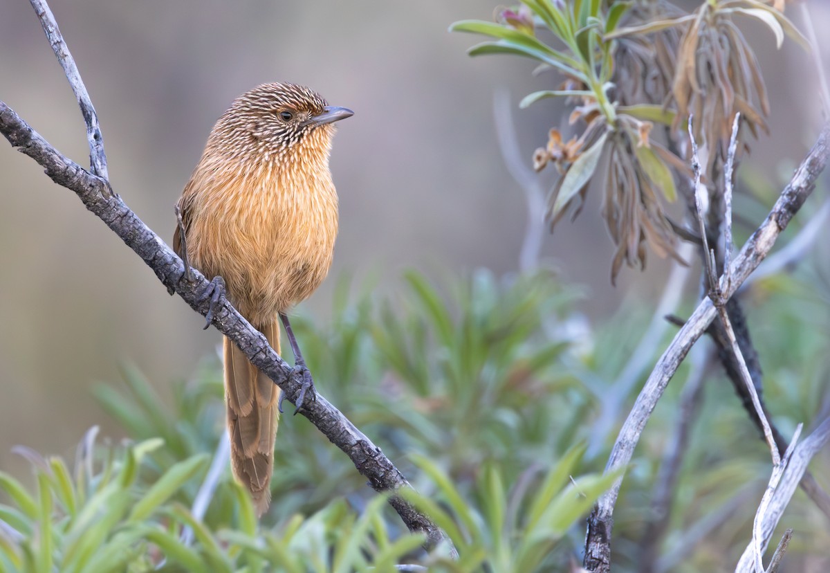 Dusky Grasswren - ML627429711