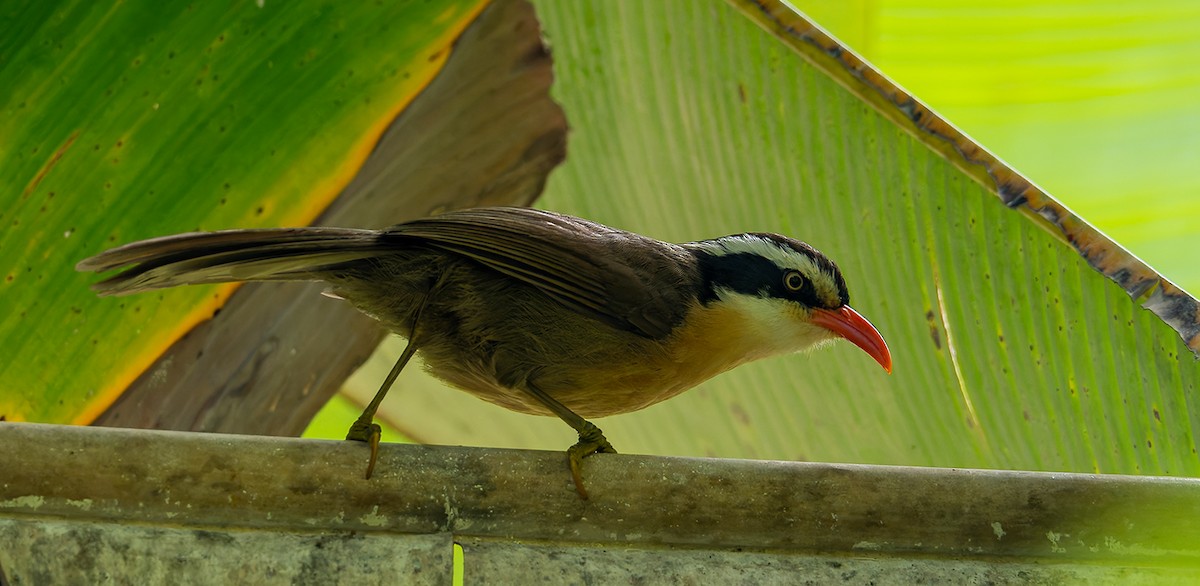 Brown-crowned Scimitar-Babbler - ML627429828