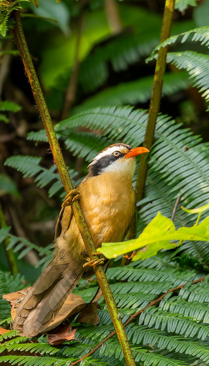 Brown-crowned Scimitar-Babbler - ML627429829