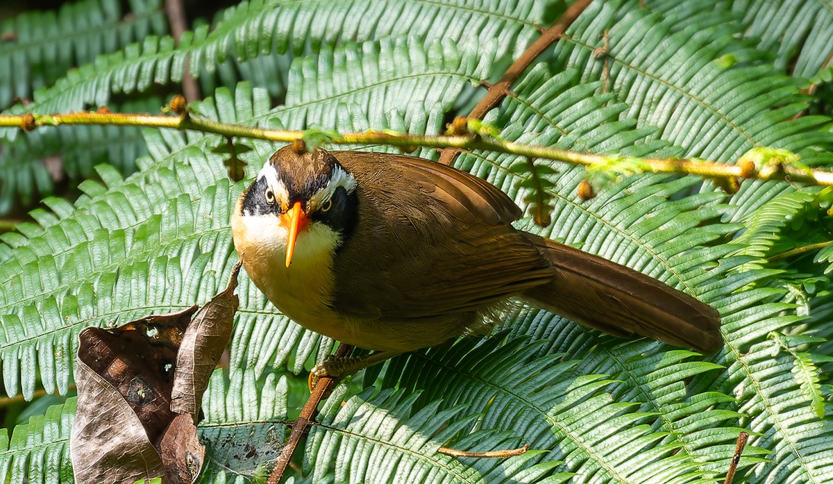 Brown-crowned Scimitar-Babbler - ML627429830