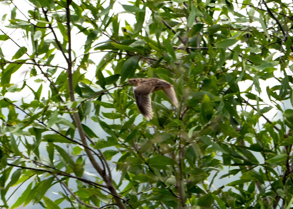 Galeper eurasiarra - ML627429839